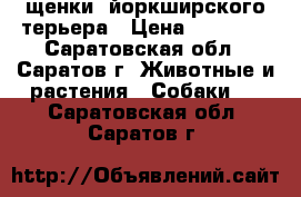 щенки  йоркширского терьера › Цена ­ 10 000 - Саратовская обл., Саратов г. Животные и растения » Собаки   . Саратовская обл.,Саратов г.